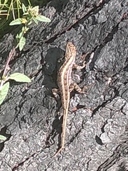 Sceloporus scalaris