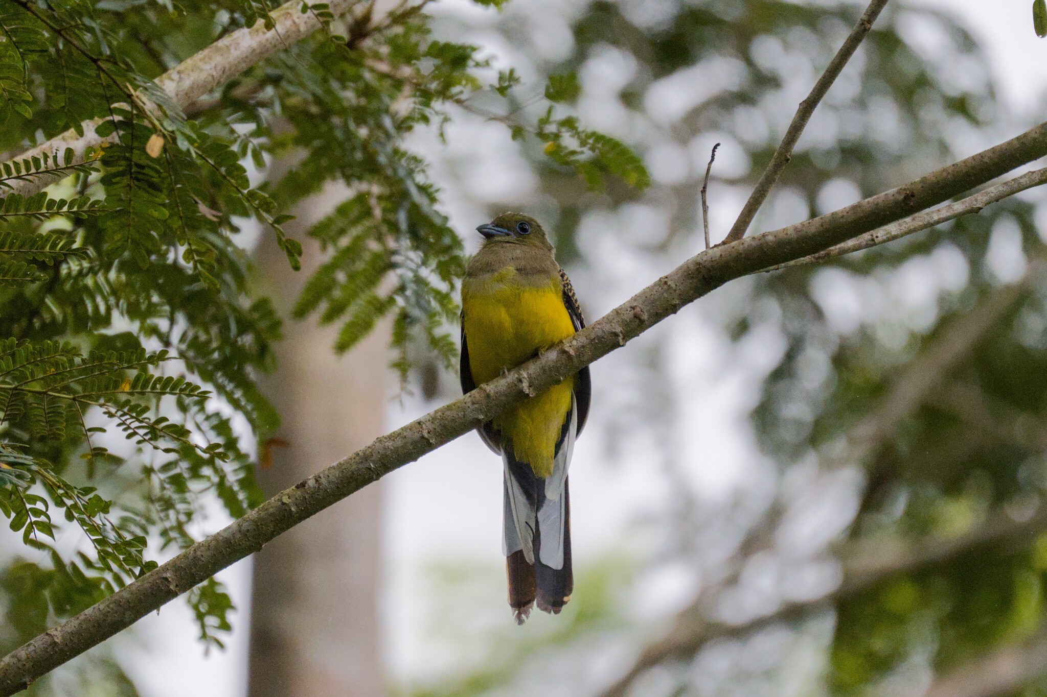 Orange-breasted Trogon