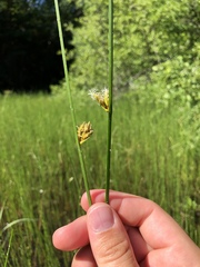 Schoenoplectus torreyi