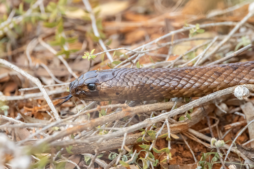Strap-Snouted Brown Snake