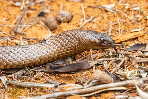 Strap-Snouted Brown Snake