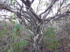 Chloroleucon mangense