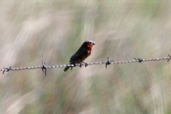 Sporophila cinnamomea