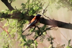 Sporophila cinnamomea