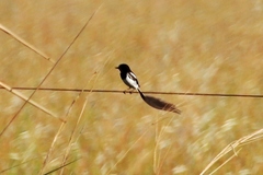 Alectrurus risora