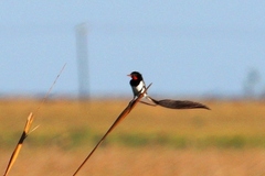Alectrurus risora