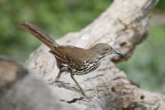 Toxostoma longirostre