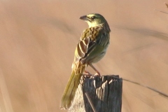 Emberizoides herbicola