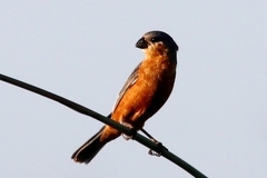 Rufous-Rumped Seedeater photo 2