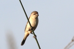 Sporophila hypoxantha
