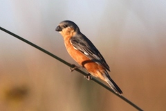 Sporophila hypoxantha