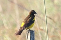Yellow-Rumped Marshbird photo 4