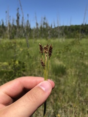 Carex exilis
