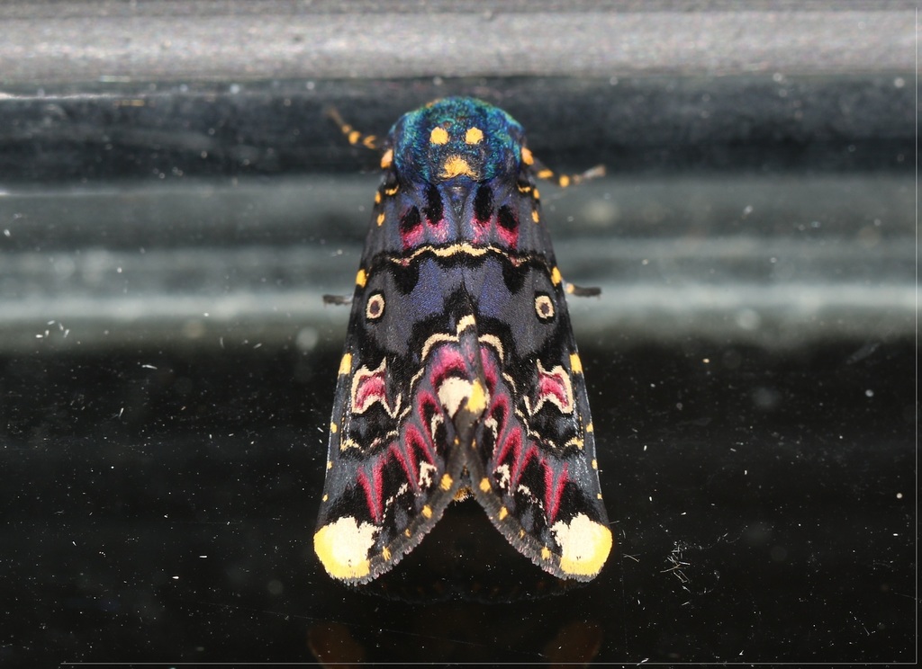 Indian Lily Moth from Talaimannar Village South, Sri Lanka on December ...