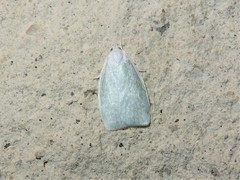 Nymphostola galactina