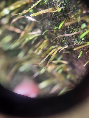 Bryoxiphium japonicum observed 2025-10-16