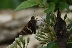 Atalopedes mesogramma apa