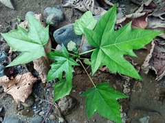 Vasconcellea cauliflora