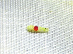 Eratoneura osborni