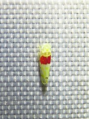 Eratoneura osborni