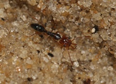 Anochetus