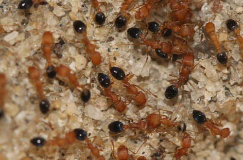 Monomorium sahlbergiMonomorium sahlbergi