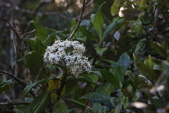 Hedyotis