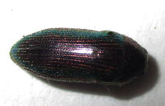 Acmaeodera foudrasi surcoufi