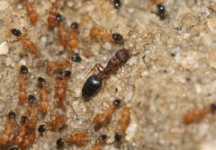 Monomorium sahlbergi