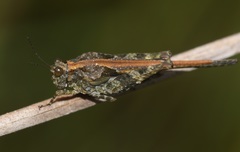 Paratettix cingalensis