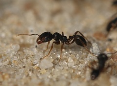 Trichomyrmex