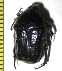 Clinteroides permutans