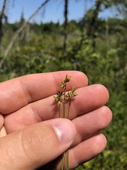 Carex tenuiflora
