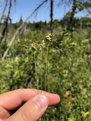 Carex tenuiflora