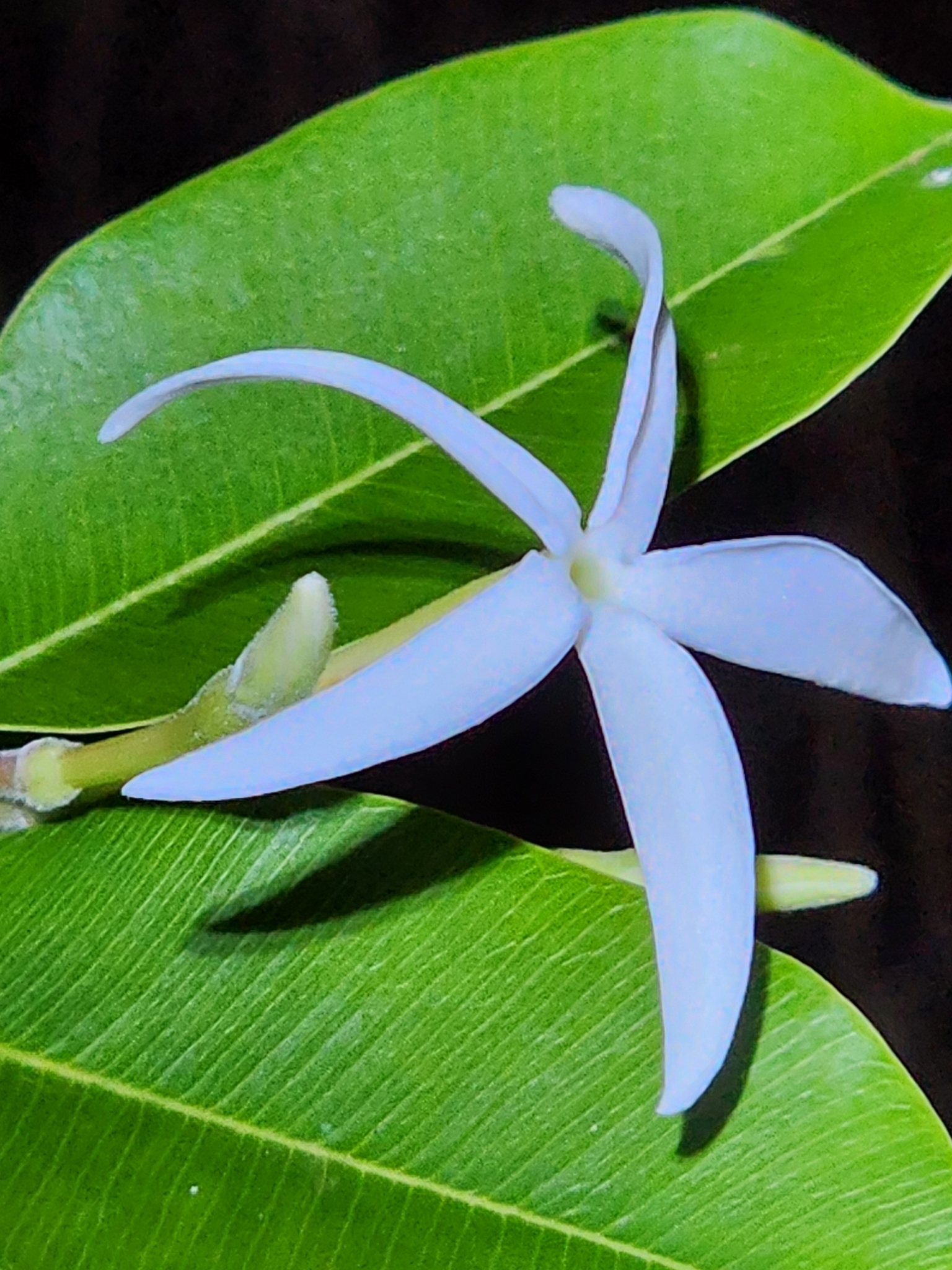 Hancornia speciosa