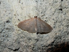 Poecilasthena