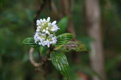 Hedyotis