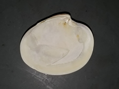Eucallista purpurata