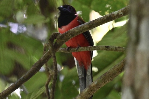 Diard's Trogon (Harpactes diardii), photo 5