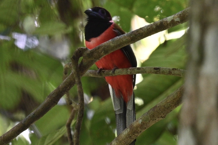 Diard's Trogon (Harpactes diardii), photo 8