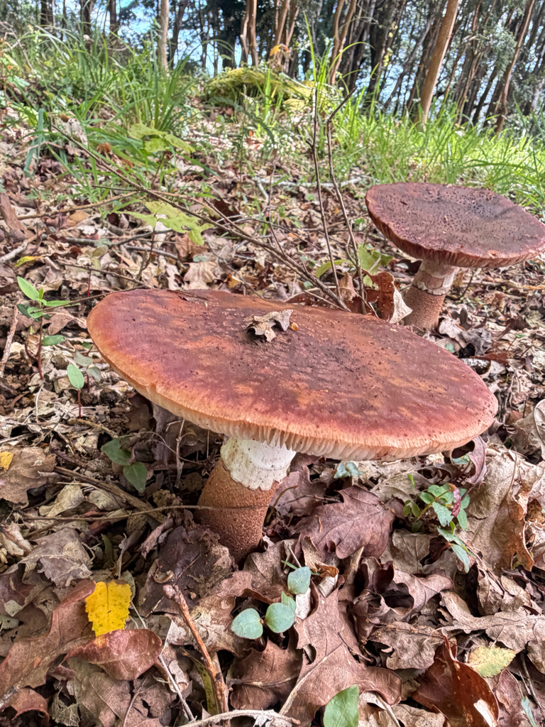 Amanita rubescens · October 2025 · photo: © timboucher (iNaturalist, cc-by)