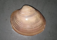 Eucallista purpurata
