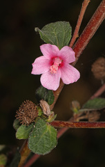 Urena lobata image
