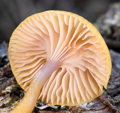 Chromosera