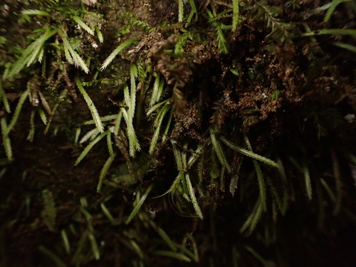 Norway bryoxiphium moss (Bryoxiphium norvegicum)