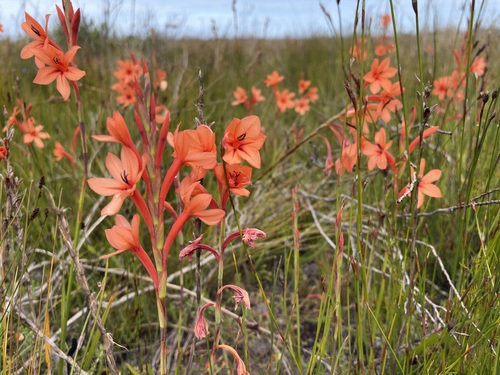 Narrowtube Watsonia (Watsonia stenosiphon)