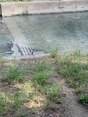 Motacilla alba leucopsis