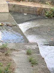 Motacilla alba leucopsis