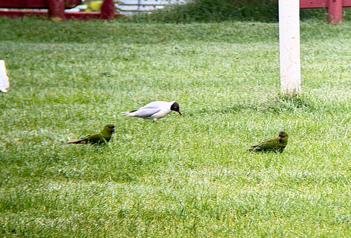Slender-billed Parakeet (Enicognathus leptorhynchus), photo 5