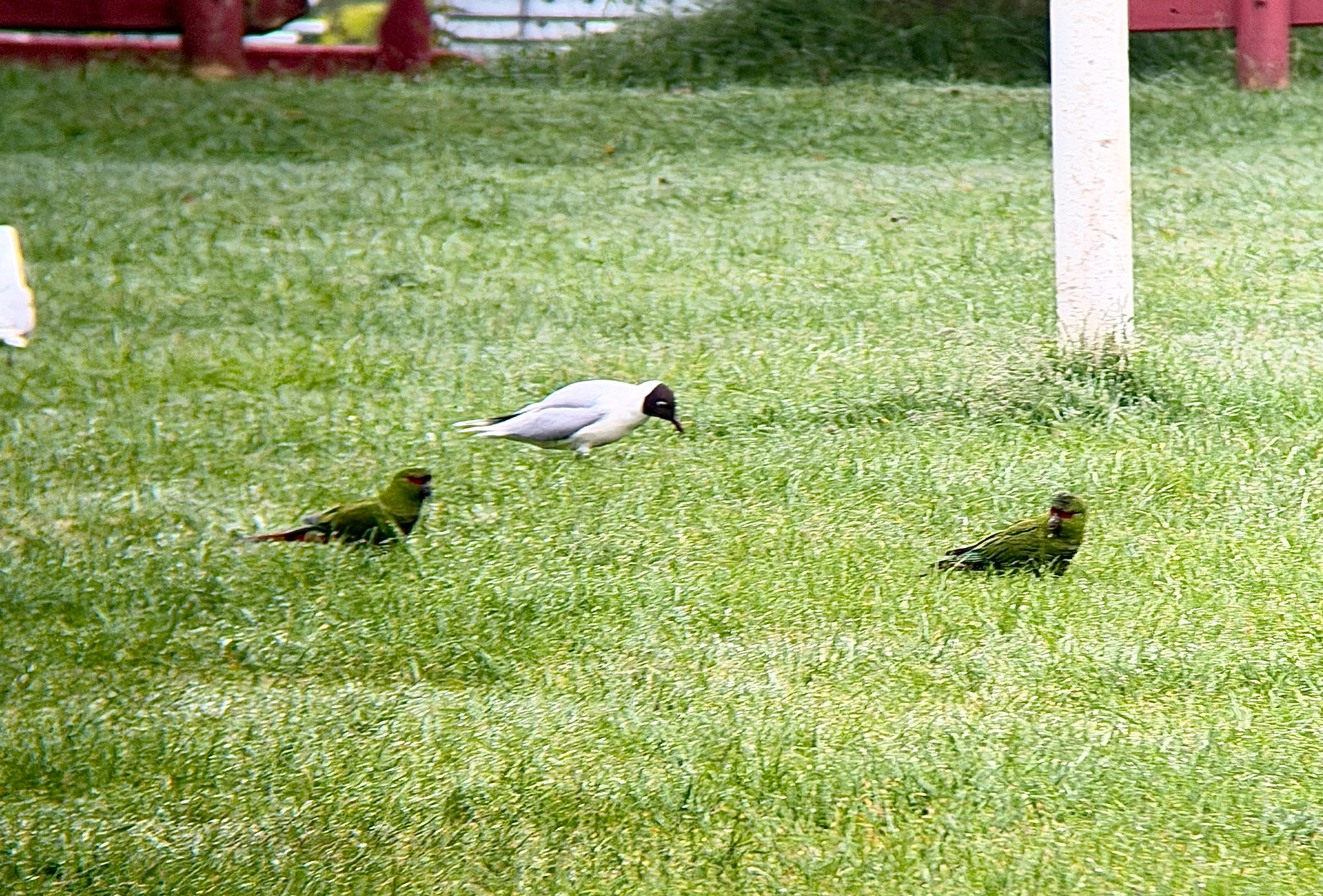 Slender-billed Parakeet (Enicognathus leptorhynchus), photo 6